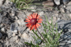 Gaillardia comosa
