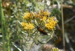 Crossidius suturalis