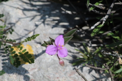 Callisia navicularis