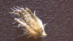 Cryptantha clevelandii