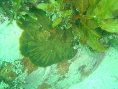 Sargassum incisifolium