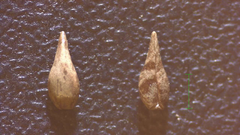 Cryptantha clevelandii