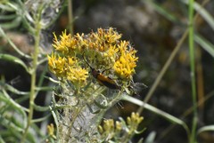 Crossidius suturalis