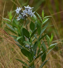 Amsonia repens