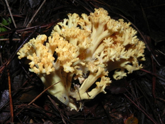 Ramaria flava