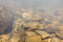 Catostomus tsiltcoosensis