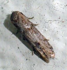 Blastobasis maroccanella