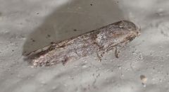 Blastobasis maroccanella