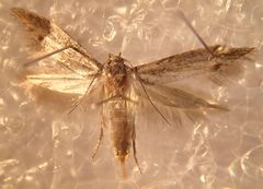 Blastobasis maroccanella