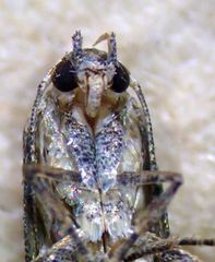 Blastobasis maroccanella