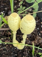 Leucocoprinus birnbaumii image