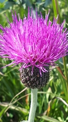 Cirsium flodmanii