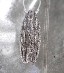 Phloeograptis obliquata