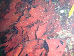 Pachymenia