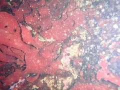 Pachymenia