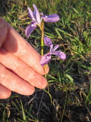 Moraea stricta