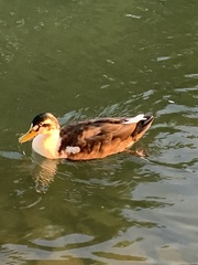 Anas platyrhynchos domesticus