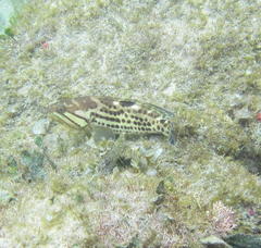 Epinephelus andersoni