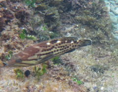 Epinephelus andersoni