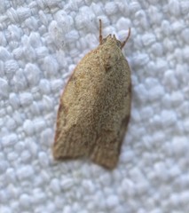 Euchaetis