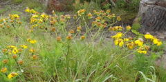 Senecio ilicifolius