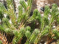 Selaginella wallacei image