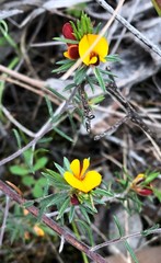 Pultenaea penna