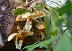 Stanhopea oculata