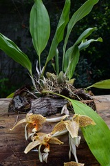 Stanhopea oculata