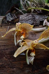Stanhopea oculata