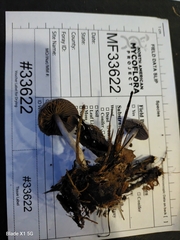 Cortinarius perviolaceus