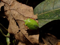 Chlorocoris distinctus