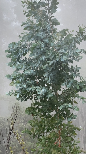 Eucalyptus cinerea, 2021-09-11