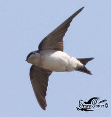 Delichon urbicum urbicum