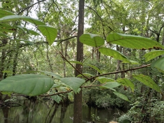 Toxicodendron radicans image