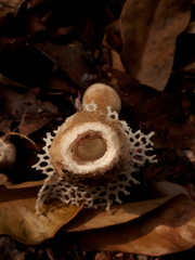 Phallus merulinus