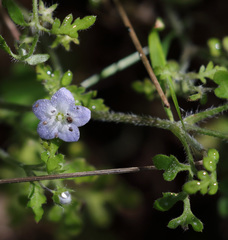 Nemophila pulchella