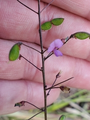 Desmodium marilandicum