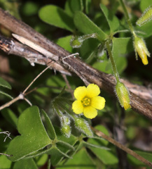 Oxalis laxa