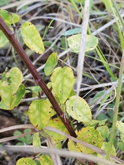 Desmodium marilandicum