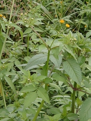 Bidens pilosa pilosa
