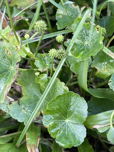 Hydrocotyle ramiflora, photograph 6