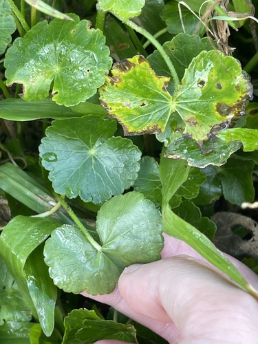 Hydrocotyle ramiflora, photograph 4