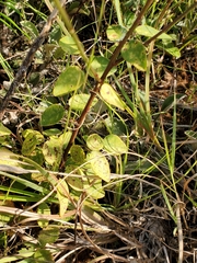 Desmodium marilandicum