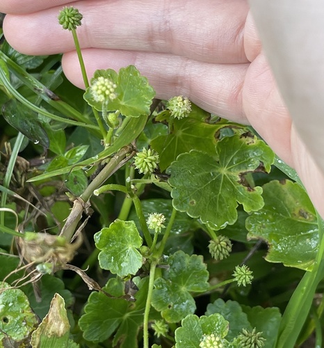 Hydrocotyle ramiflora, photograph 5