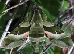 Proserpinus clarkiae