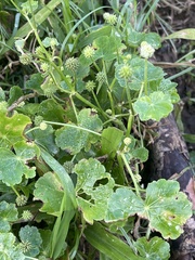 Hydrocotyle ramiflora