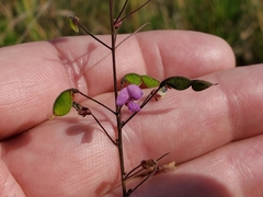 Desmodium marilandicum
