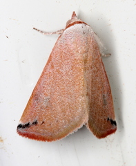 Mataeomera ligata