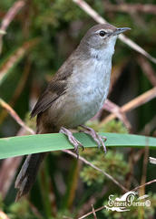 Bradypterus baboecala